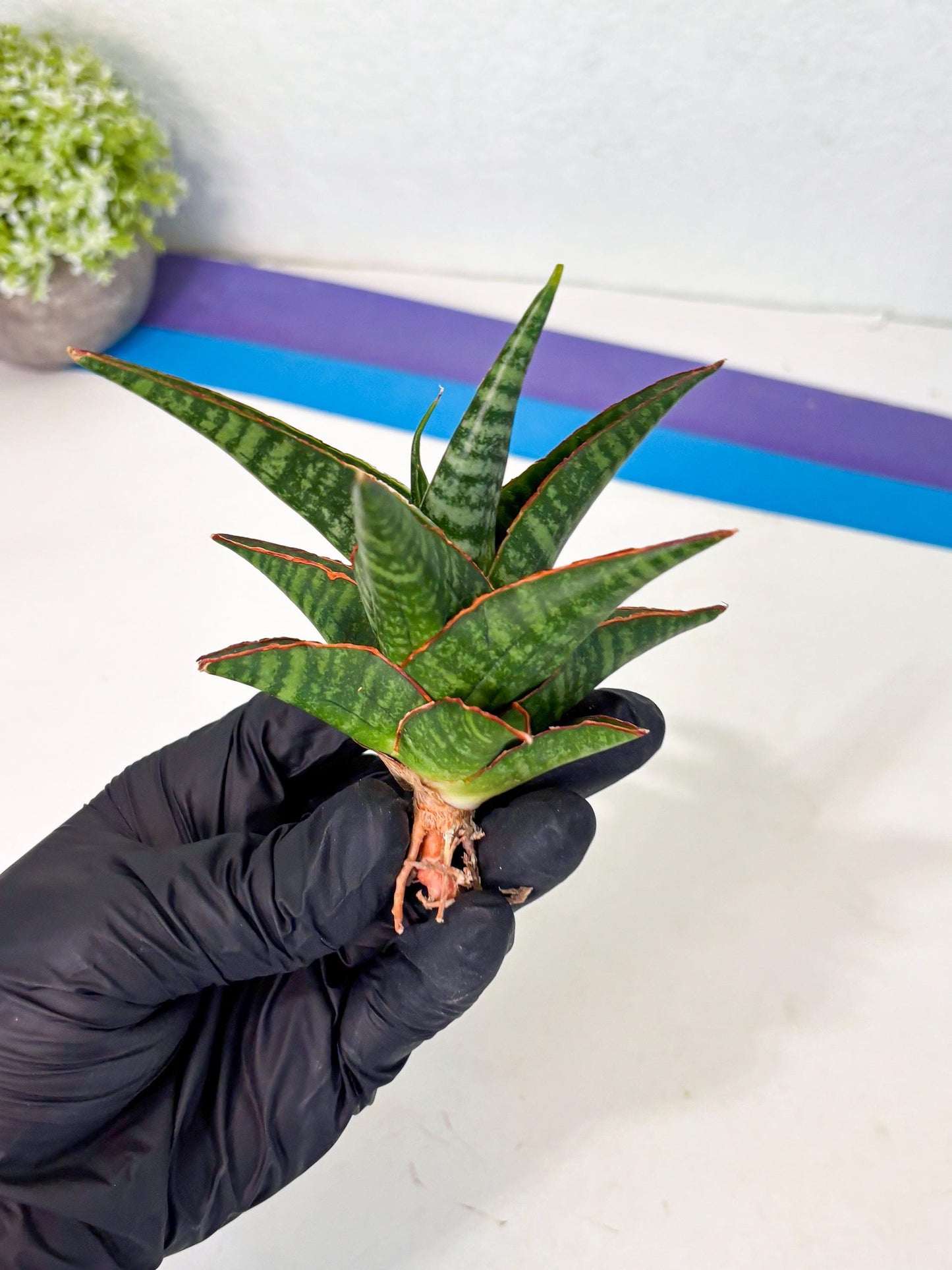 Sansevieria Jadu (ha5) (2) | Rare Collection