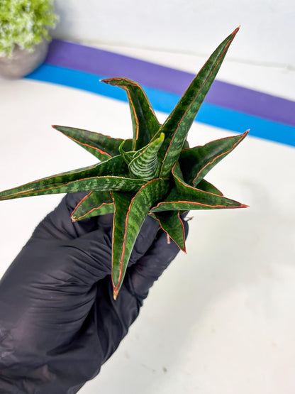 Sansevieria Jadu (ha5) (2) | Rare Collection