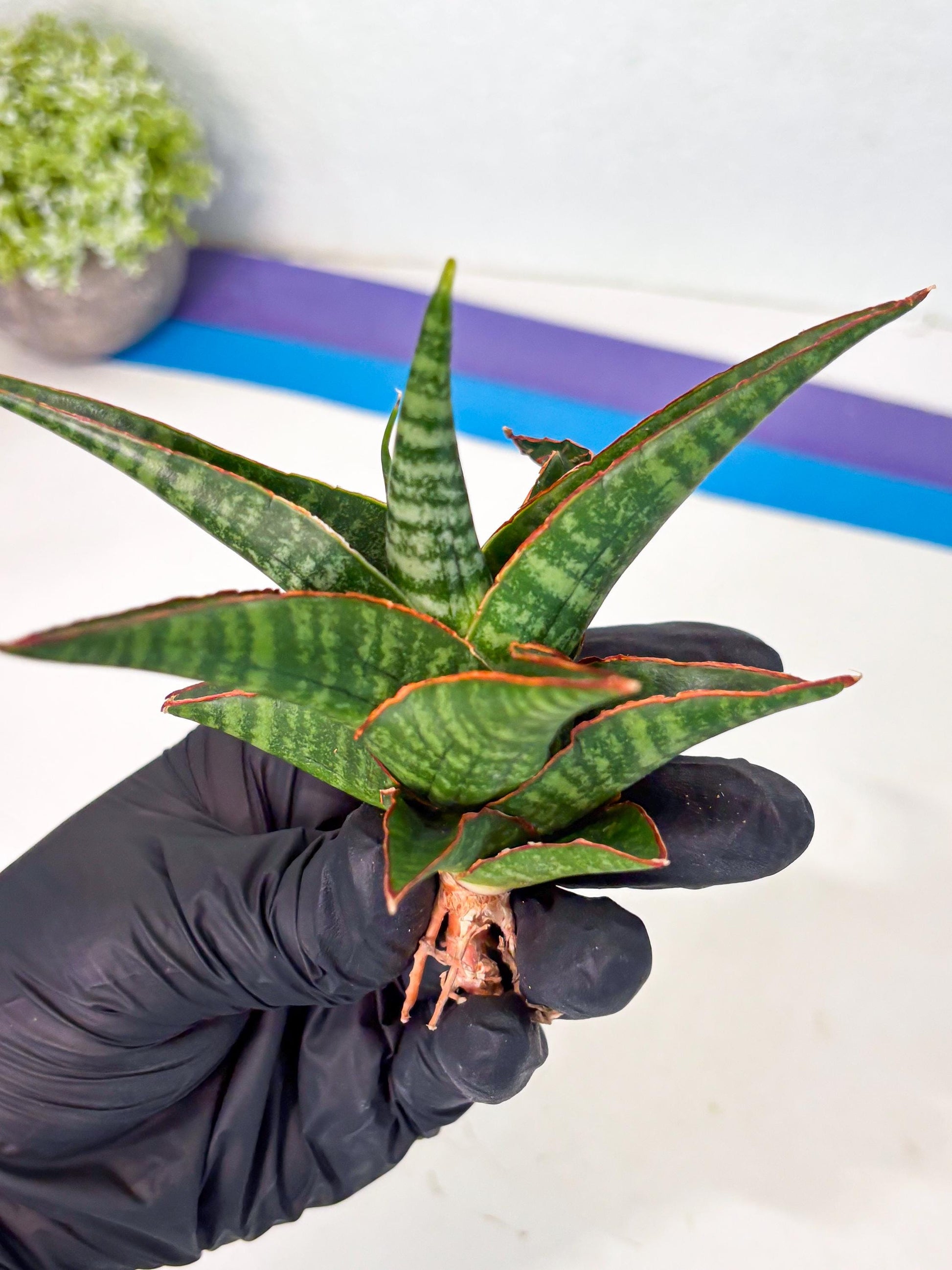 Sansevieria Jadu (ha5) (2) | Rare Collection