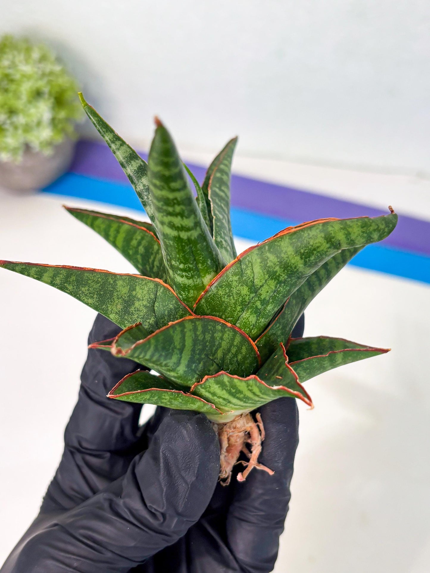 Sansevieria Jadu (ha5) (2) | Rare Collection