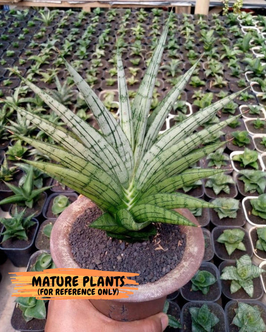 Sansevieria marsha x kasih (ba6) (16) | Rare Collection