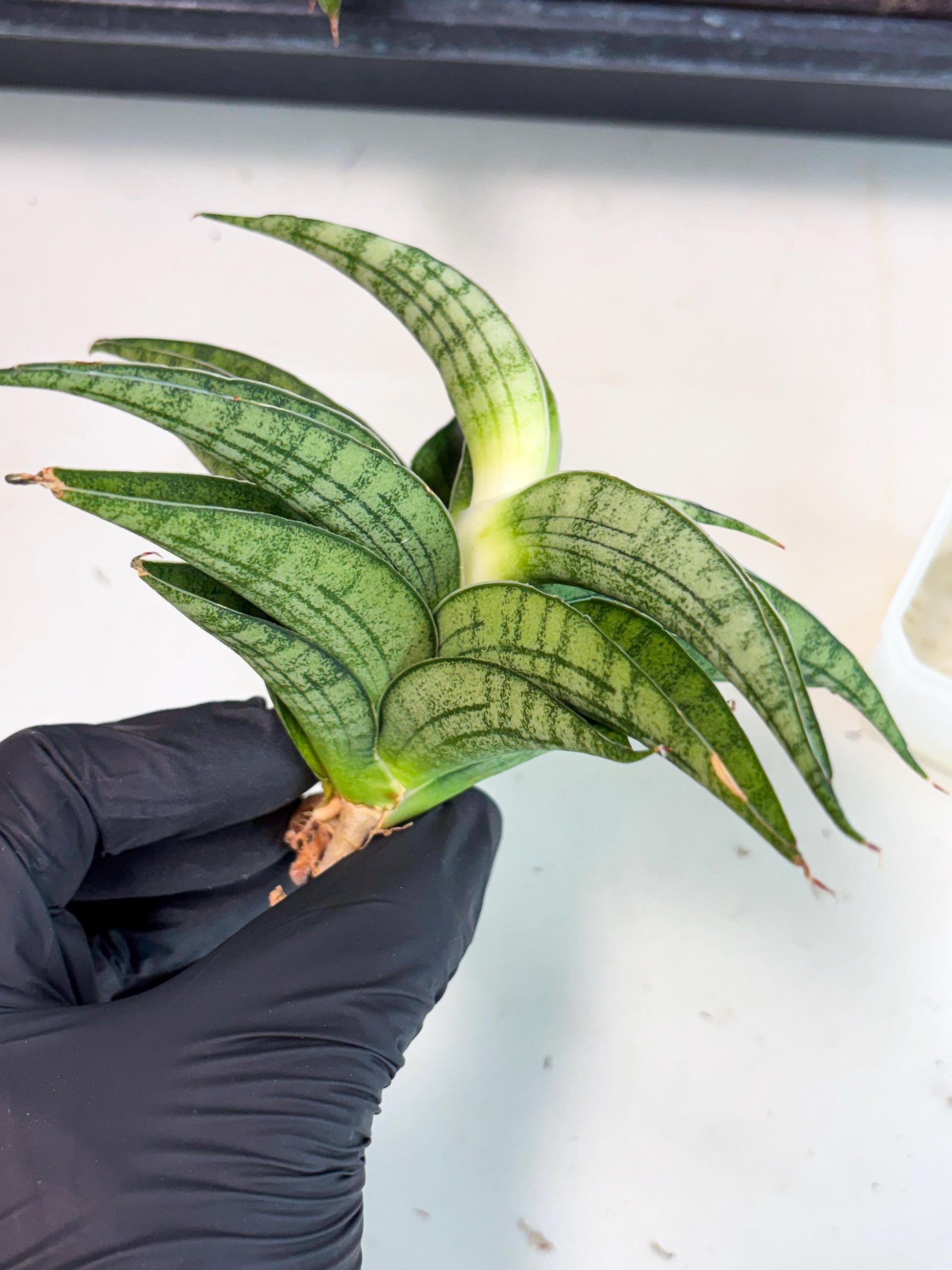 Sansevieria marsha x kasih (ha3) (7) | Rare Collection