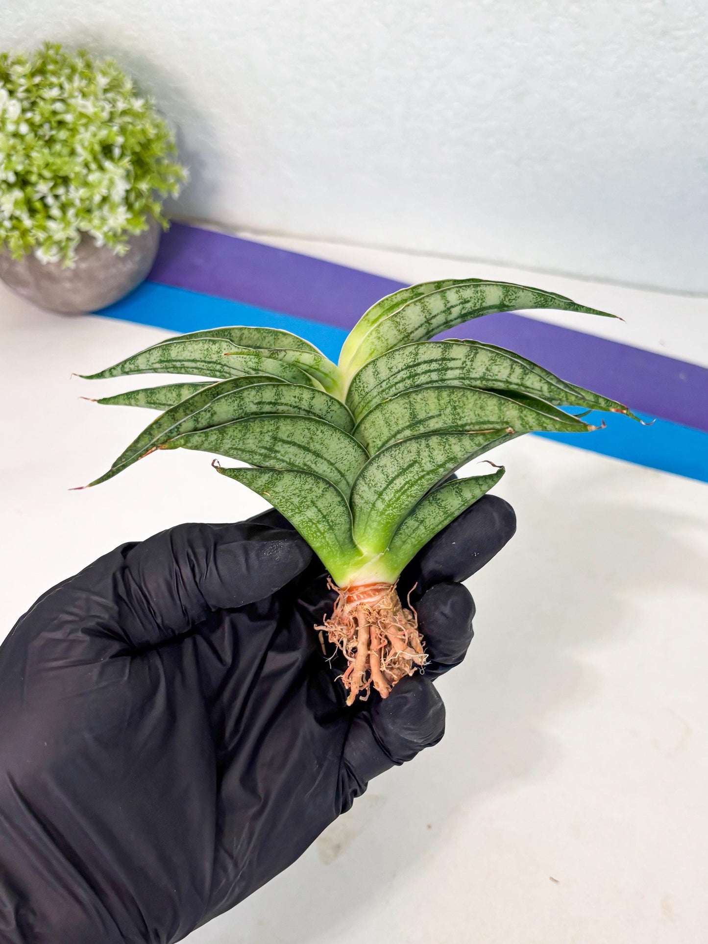 Sansevieria marsha x kasih (ha3) (7) | Rare Collection