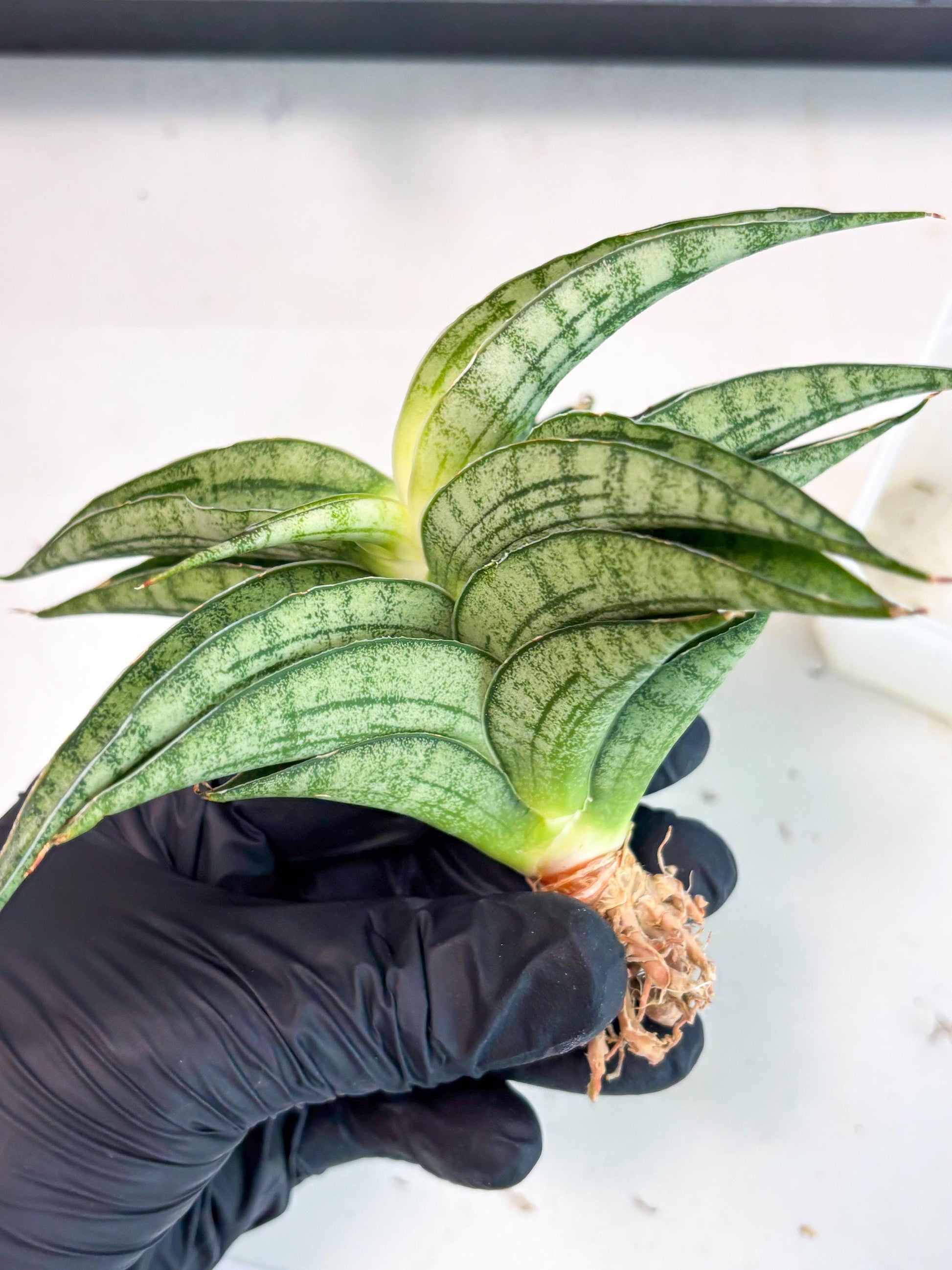 Sansevieria marsha x kasih (ha3) (7) | Rare Collection