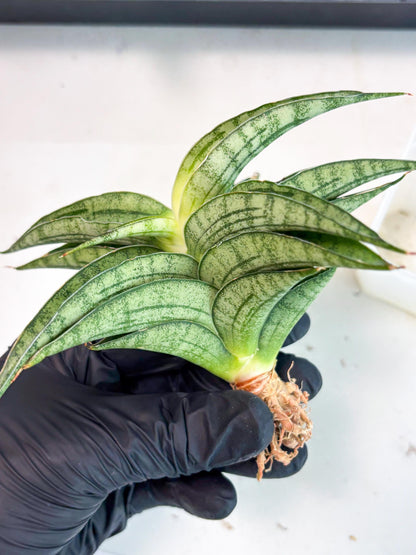 Sansevieria marsha x kasih (ha3) (7) | Rare Collection