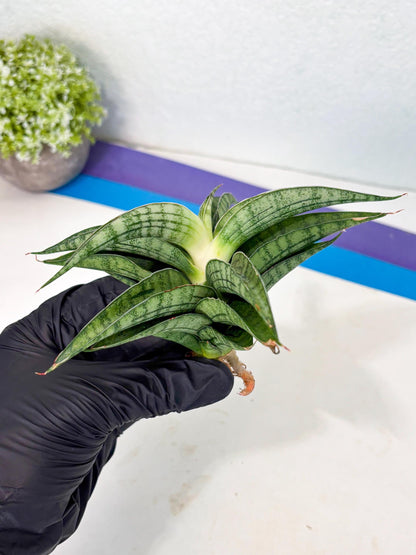 Sansevieria marsha x kasih (ha3) (7) | Rare Collection
