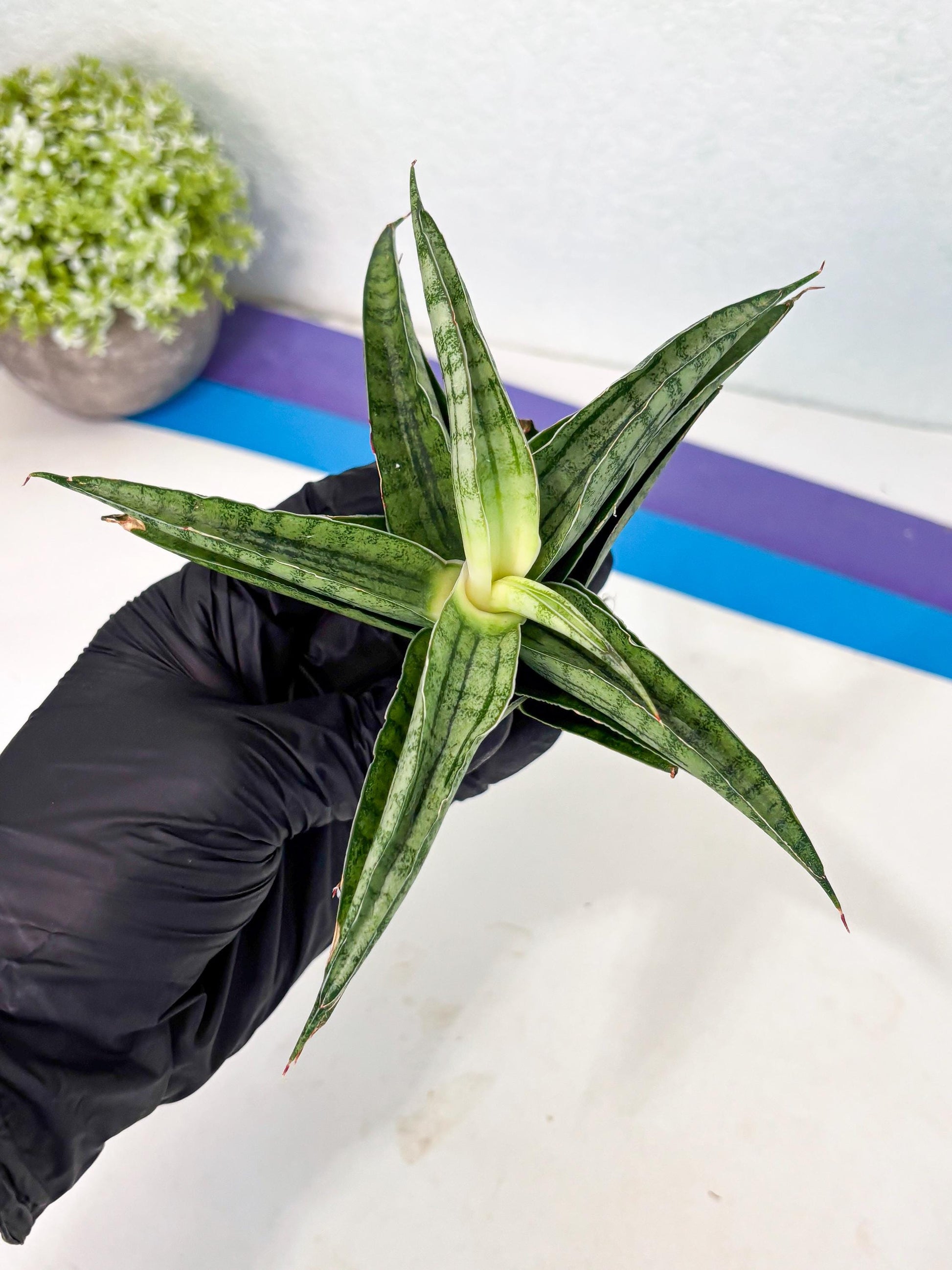 Sansevieria marsha x kasih (ha3) (7) | Rare Collection