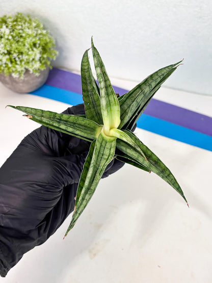 Sansevieria marsha x kasih (ha3) (7) | Rare Collection