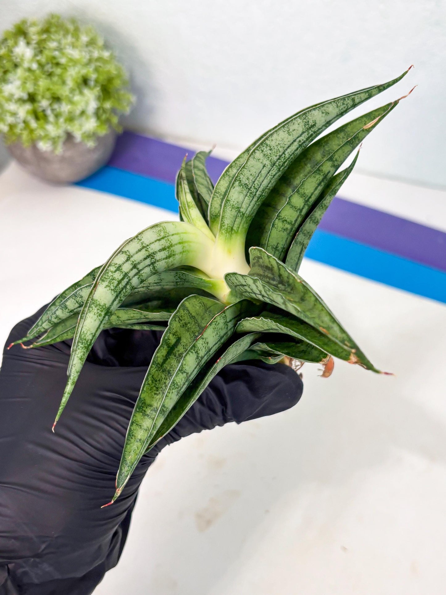 Sansevieria marsha x kasih (ha3) (7) | Rare Collection