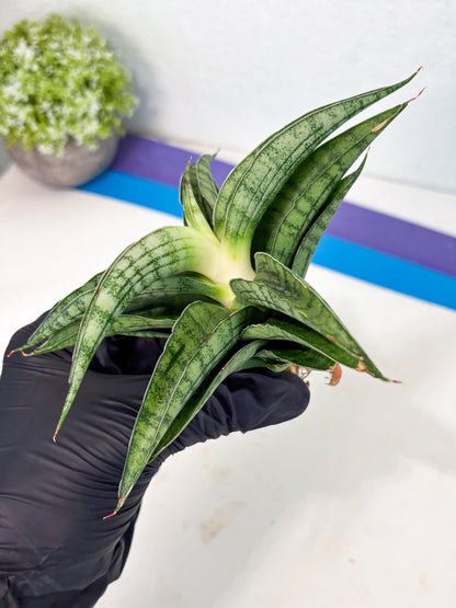 Sansevieria marsha x kasih (ha3) (7) | Rare Collection
