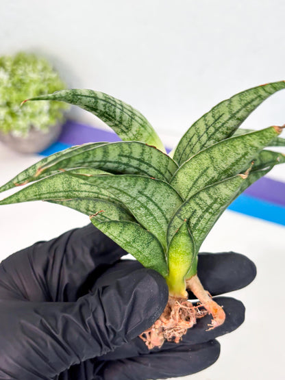 Sansevieria marsha x kasih (ha3) (7) | Rare Collection