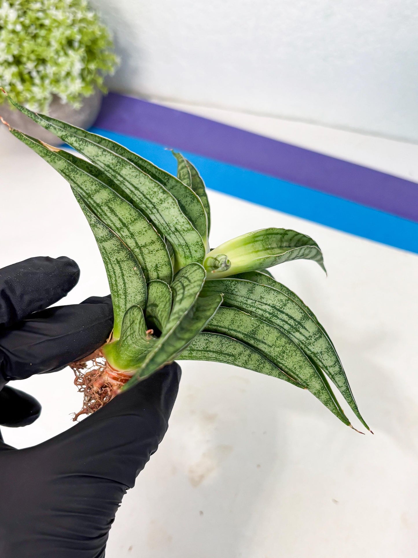 Sansevieria marsha x kasih (ha3) (7) | Rare Collection