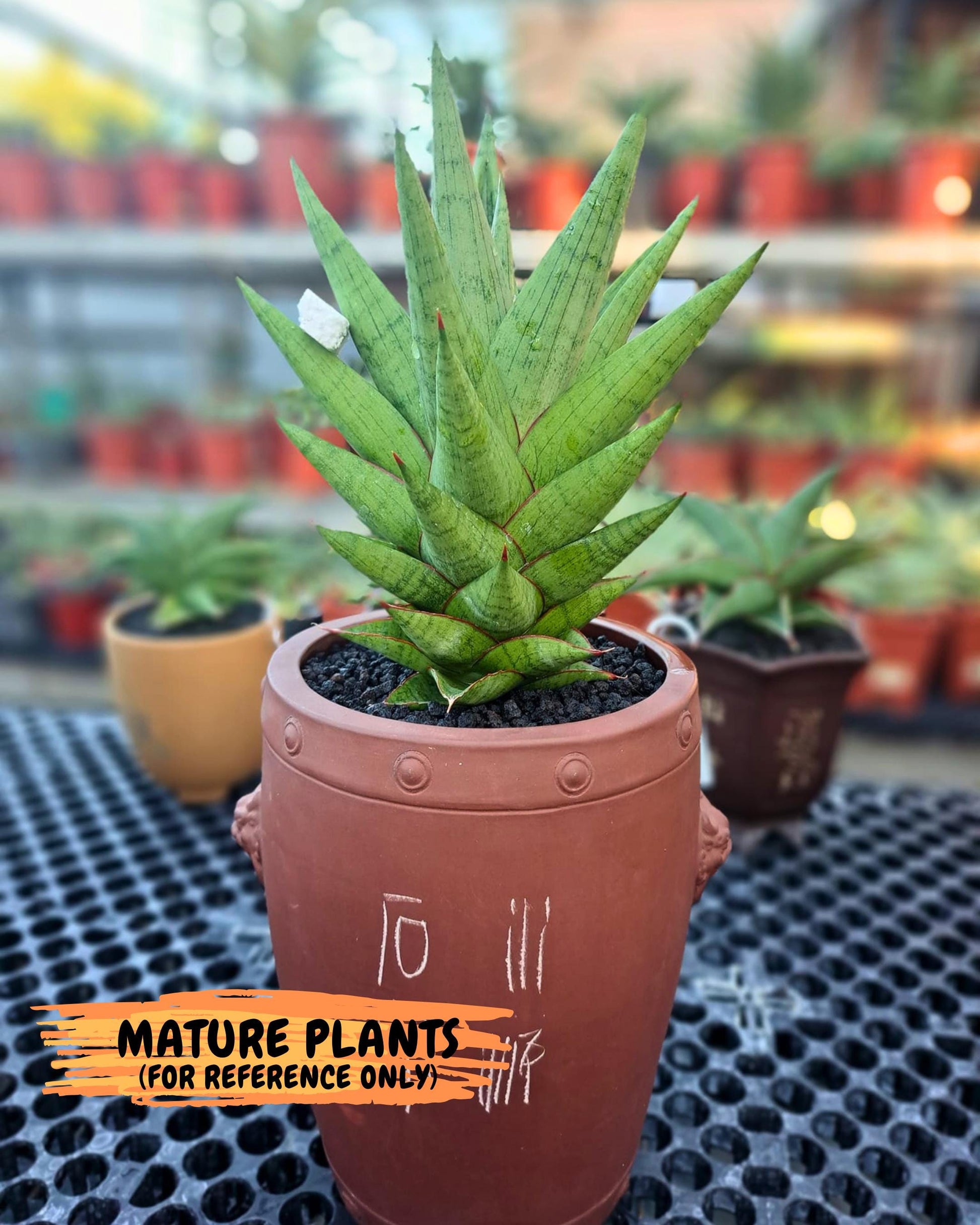Sansevieria Juleha (ha3) (15) | Rare Collection