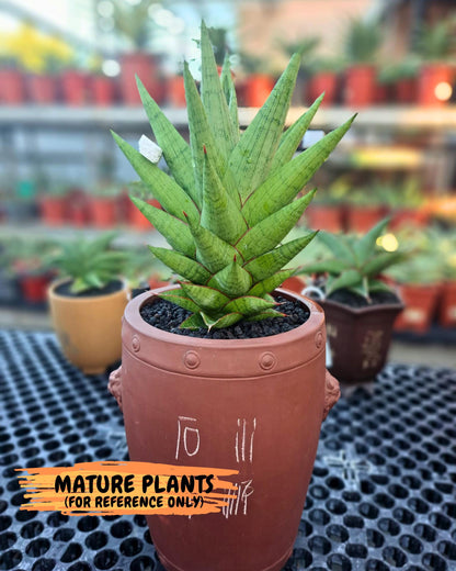 Sansevieria Juleha (ha3) (15) | Rare Collection