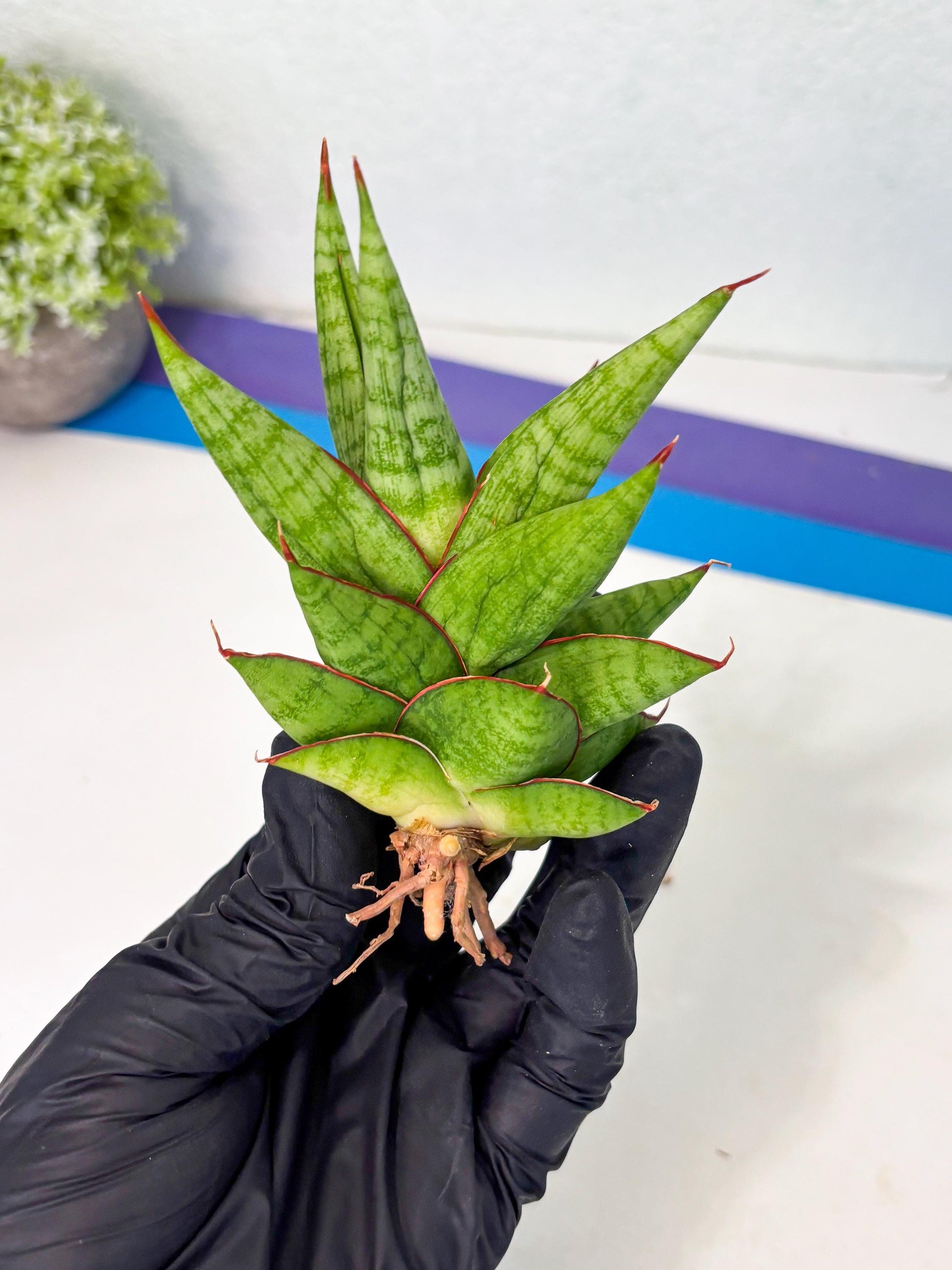 Sansevieria Juleha (ha3) (15) | Rare Collection
