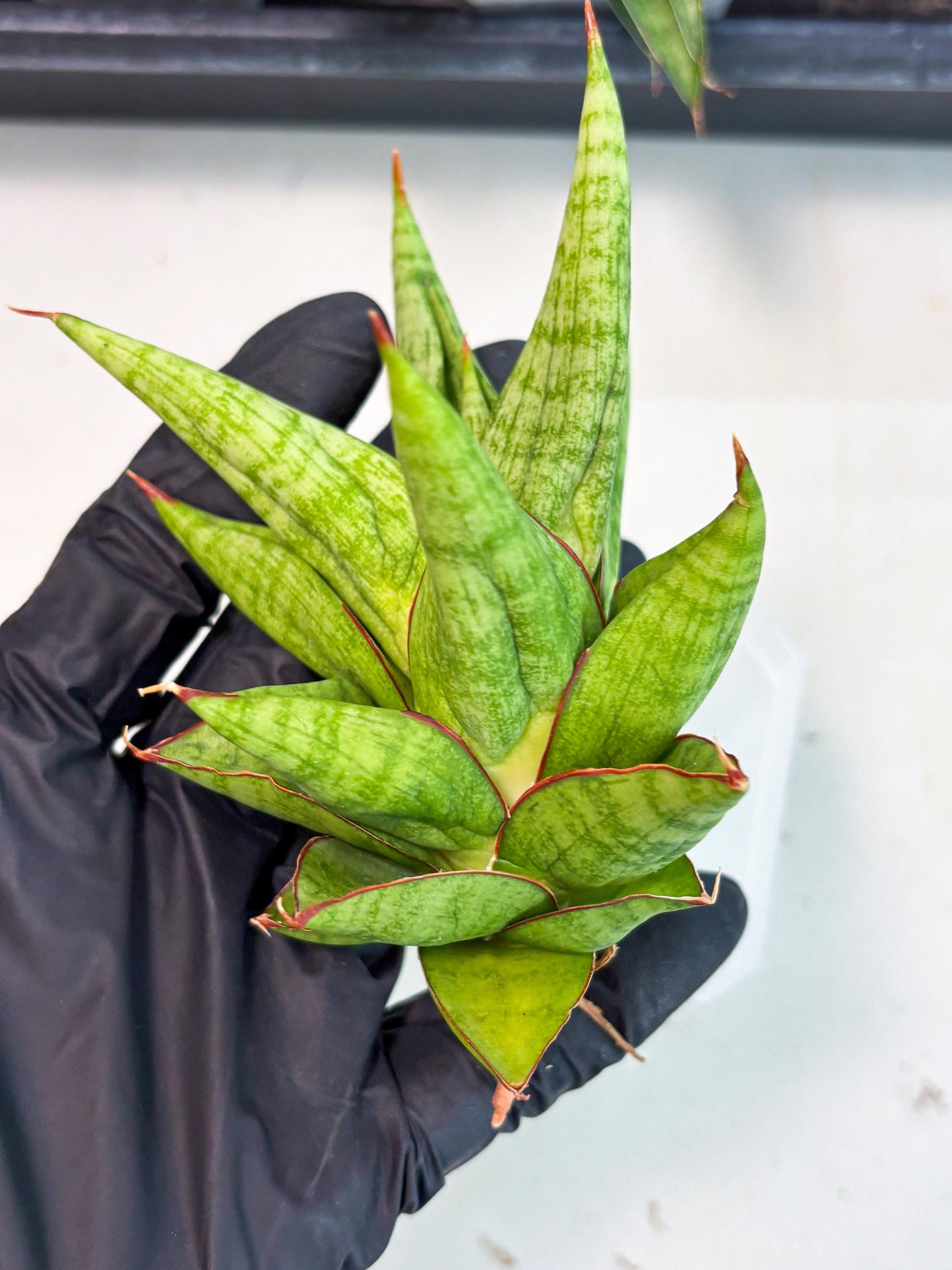 Sansevieria Juleha (ha3) (15) | Rare Collection