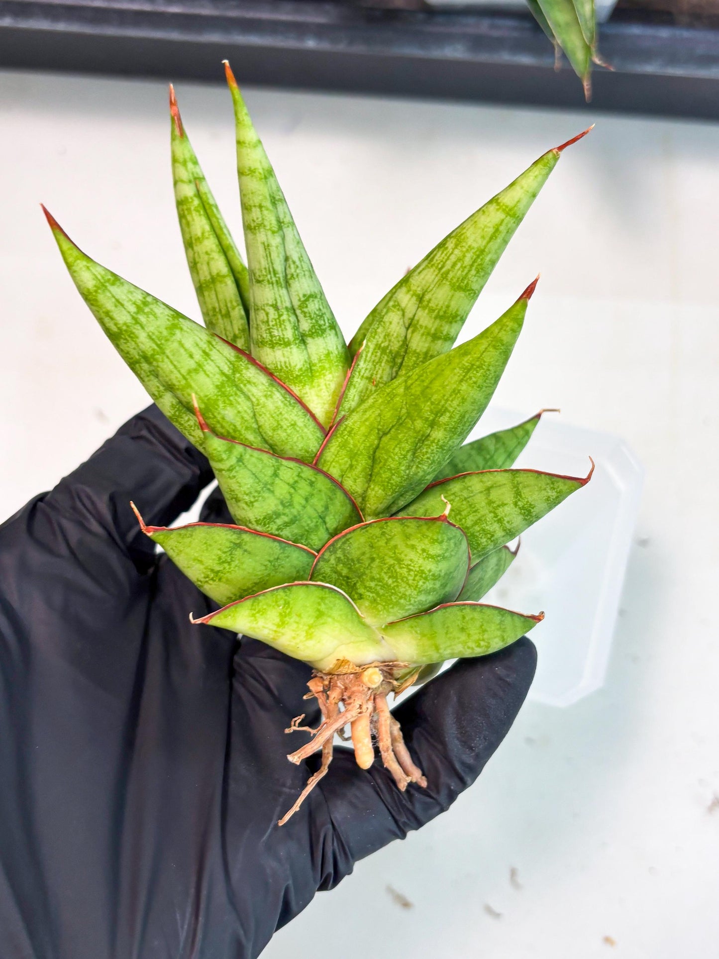 Sansevieria Juleha (ha3) (15) | Rare Collection