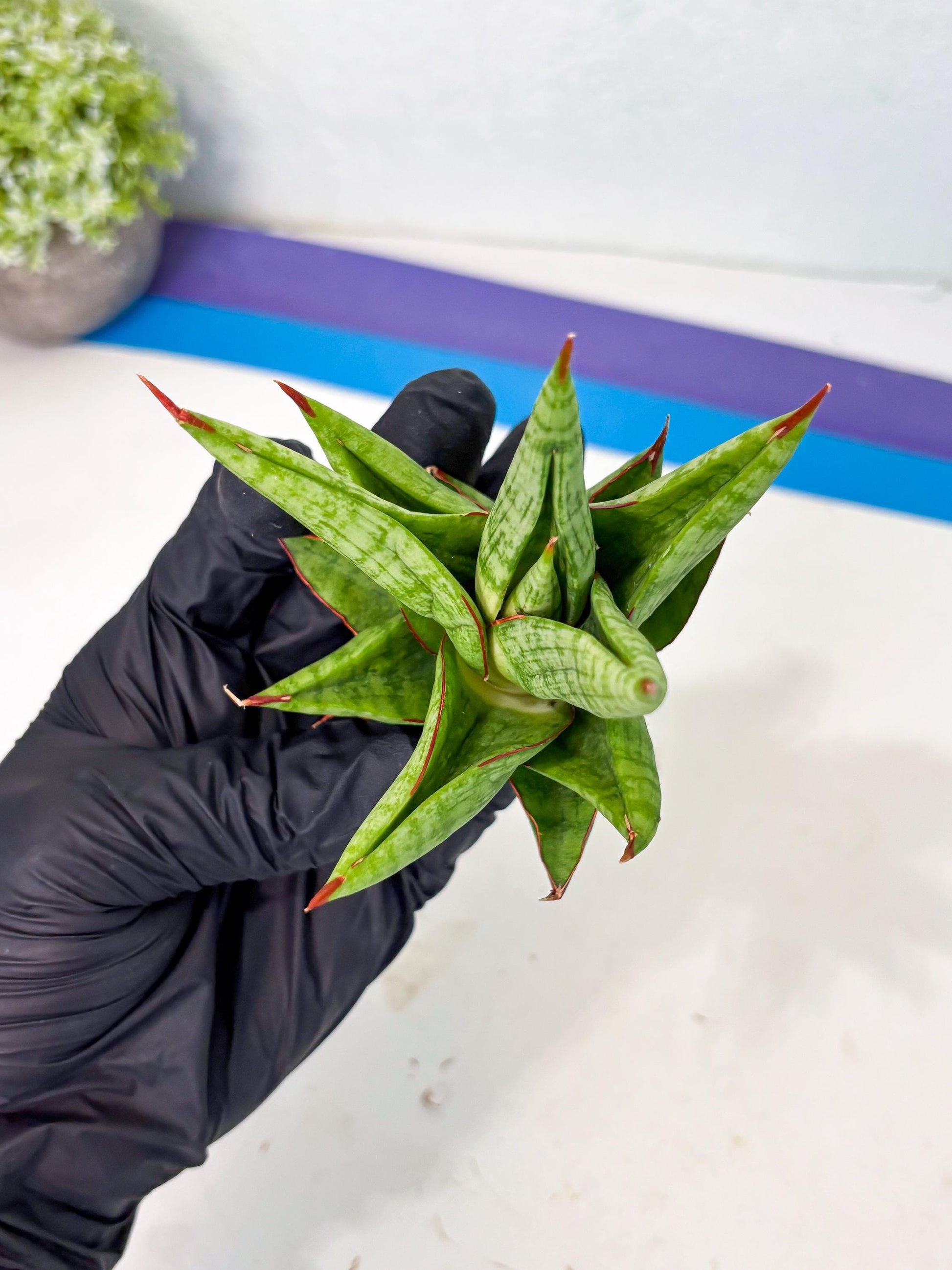 Sansevieria Juleha (ha3) (15) | Rare Collection