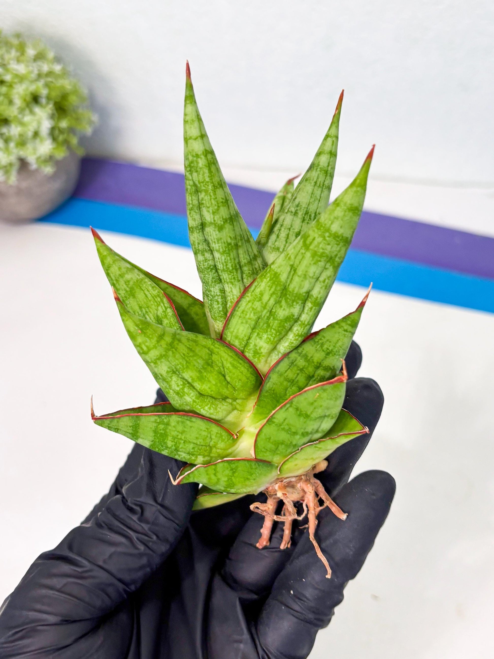 Sansevieria Juleha (ha3) (15) | Rare Collection