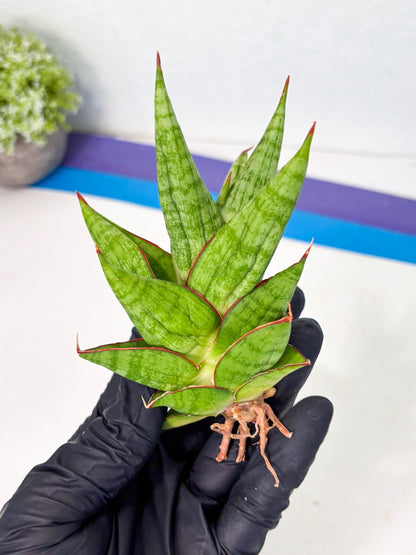 Sansevieria Juleha (ha3) (15) | Rare Collection