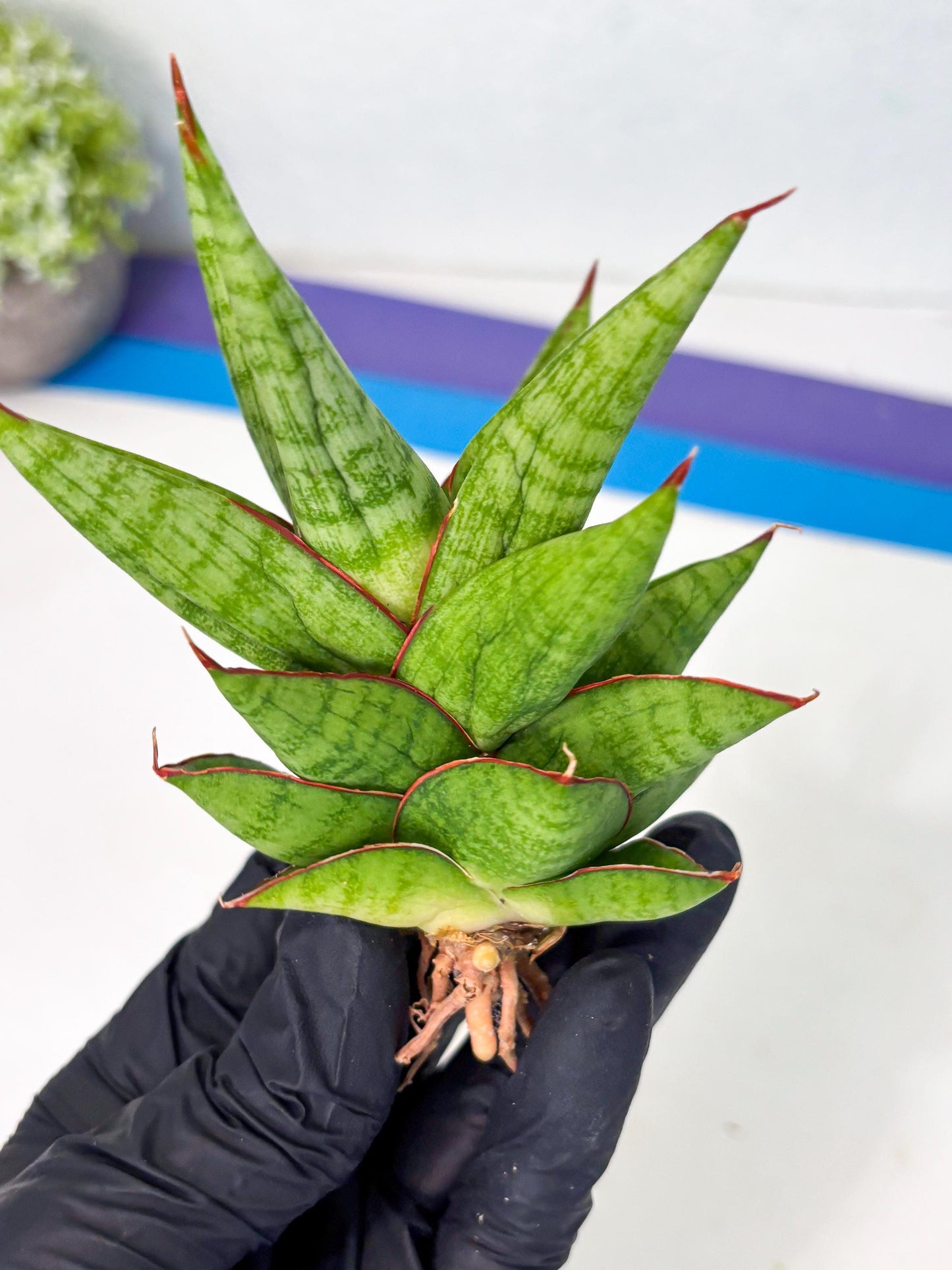 Sansevieria Juleha (ha3) (15) | Rare Collection