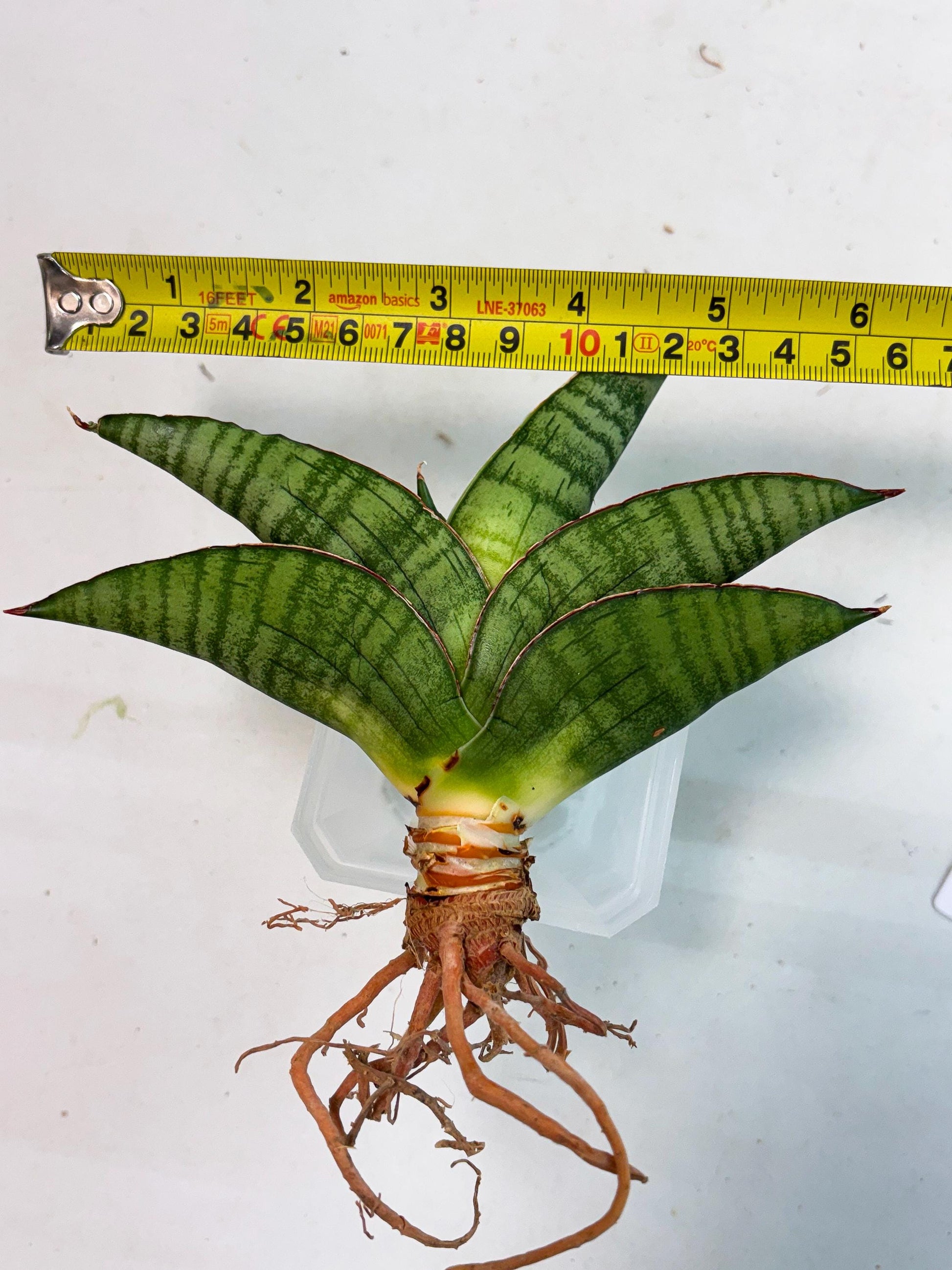 Sansevieria Srikandi (Ha1) (1) | Imported Sansevieria