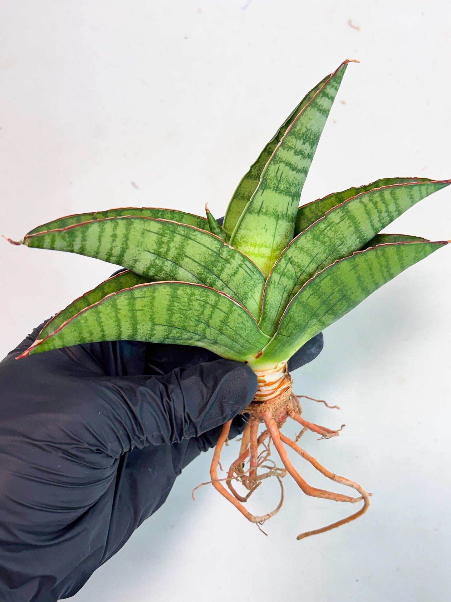 Sansevieria Srikandi (Ha1) (1) | Imported Sansevieria