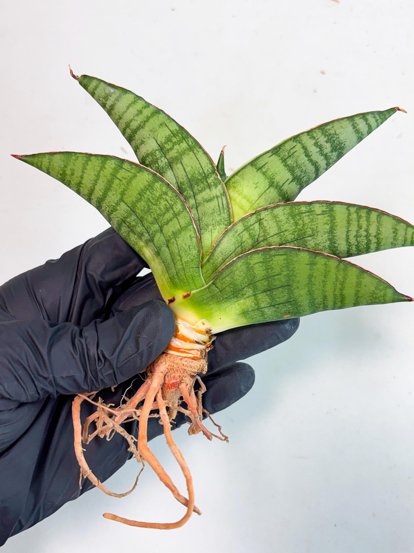 Sansevieria Srikandi (Ha1) (1) | Imported Sansevieria