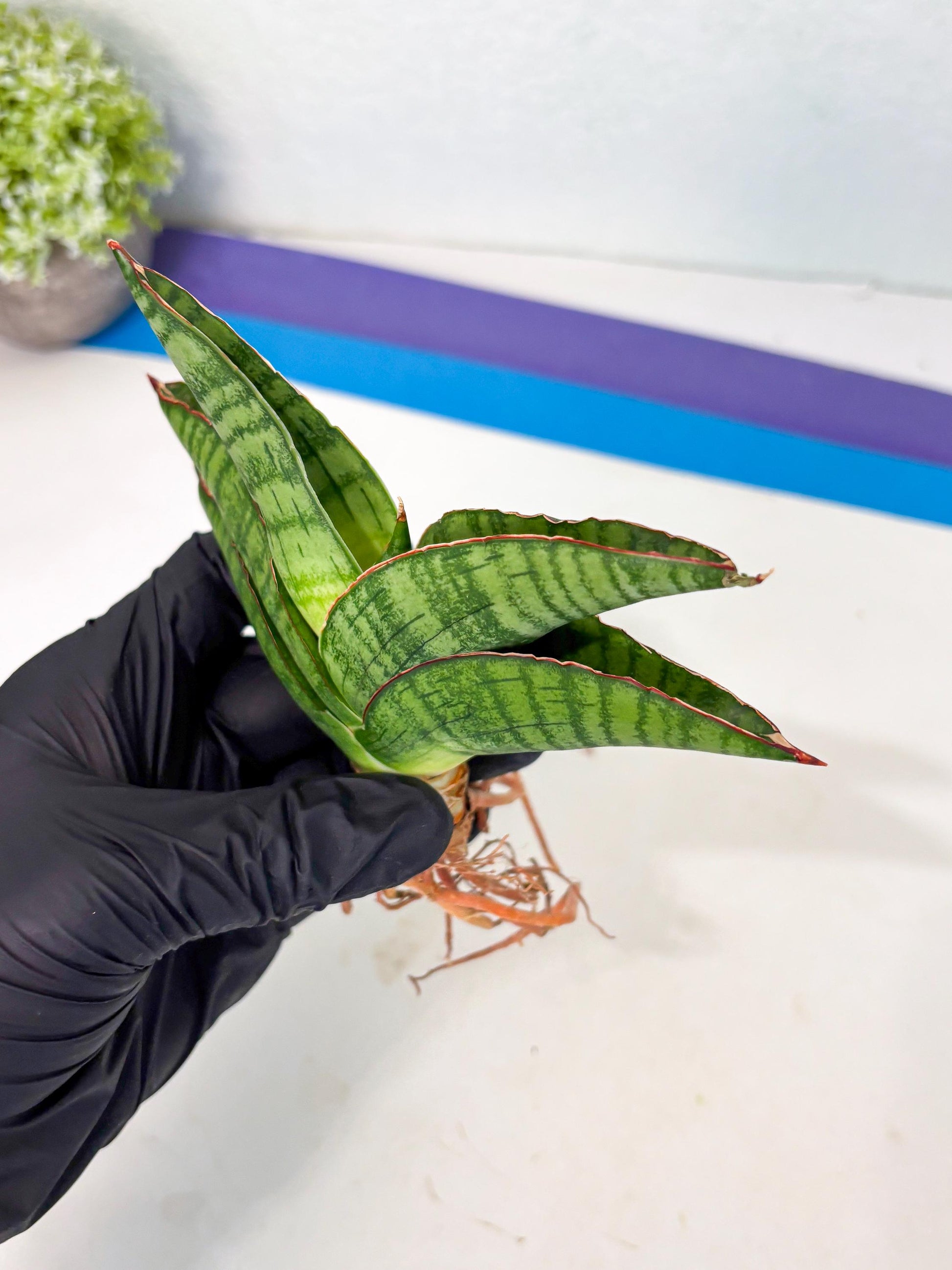 Sansevieria Srikandi (Ha1) (1) | Imported Sansevieria