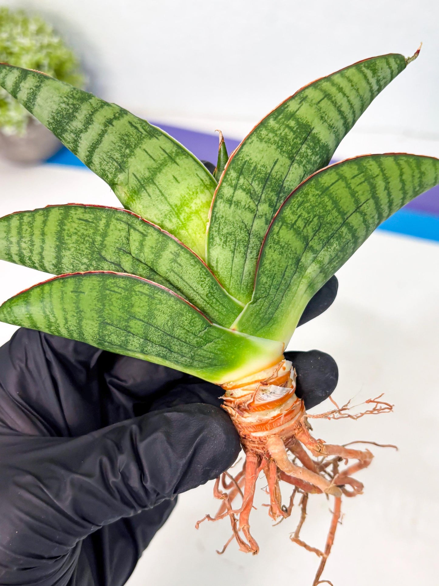 Sansevieria Srikandi (Ha1) (1) | Imported Sansevieria
