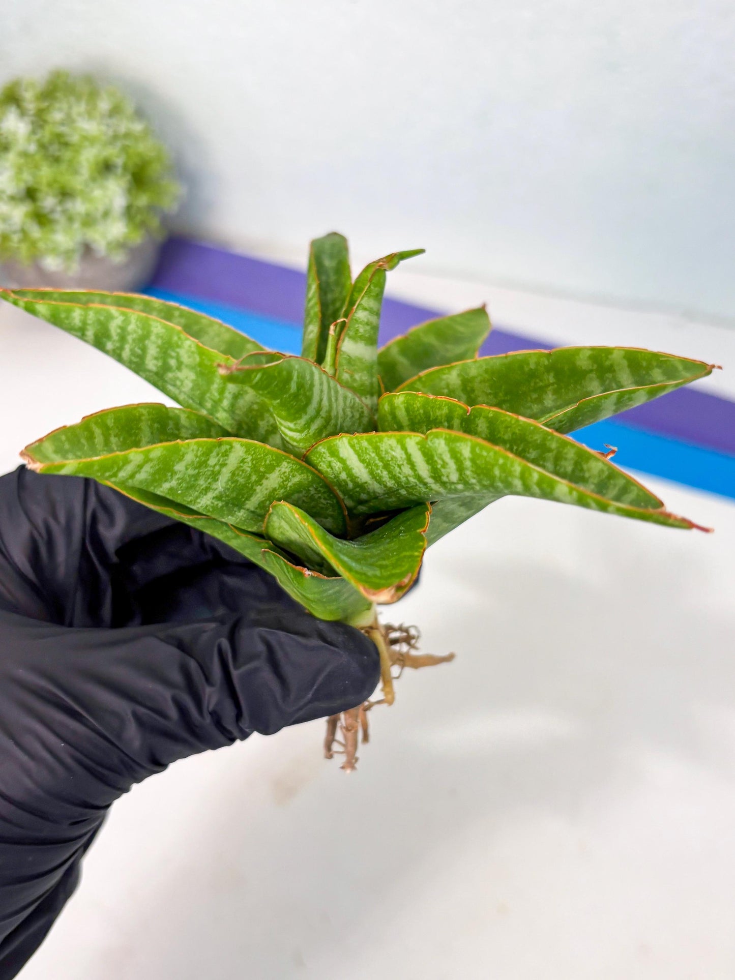 sansevieria godzilla (ha6) (13) | Rare Collection