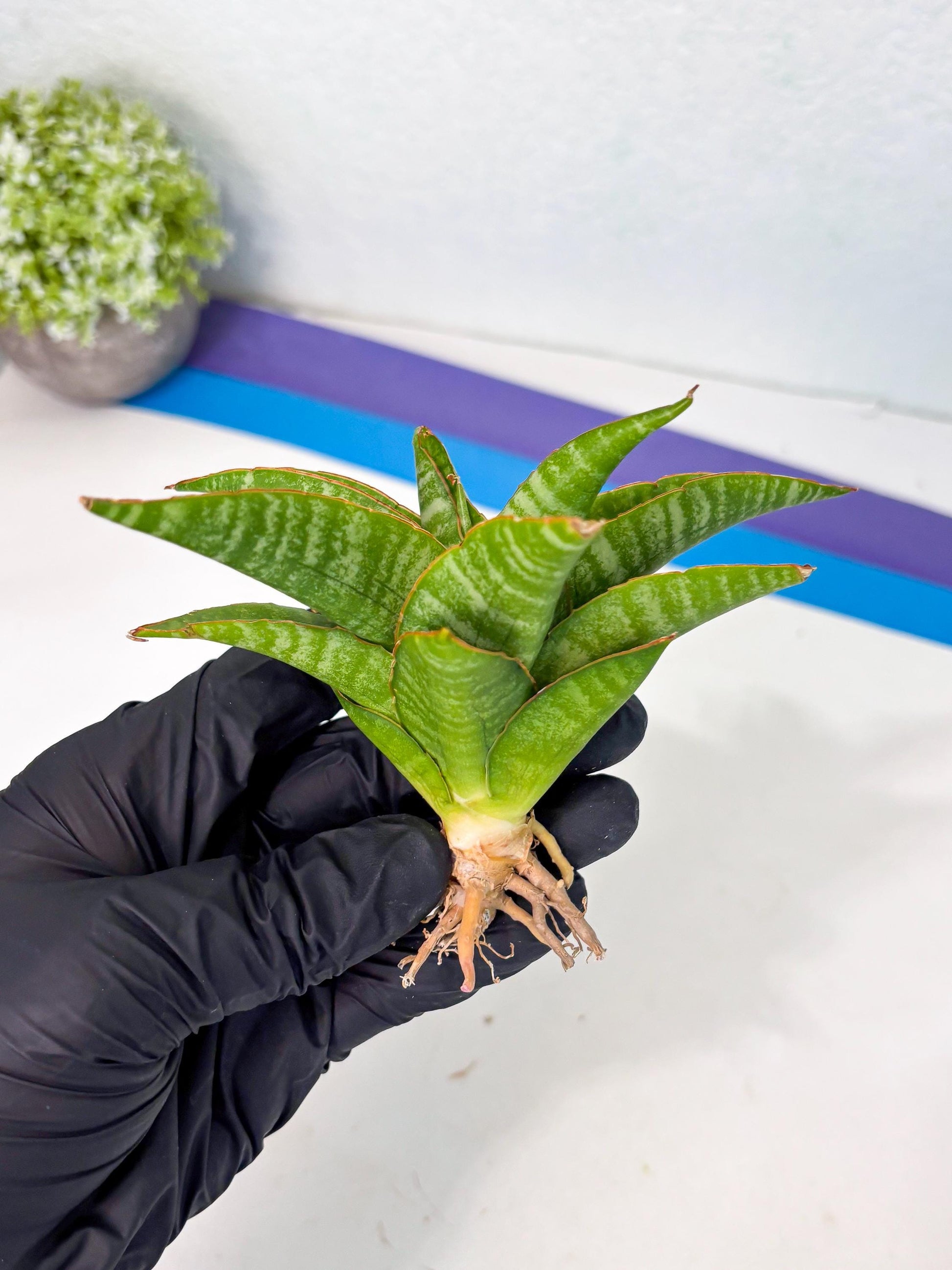 sansevieria godzilla (ha6) (13) | Rare Collection