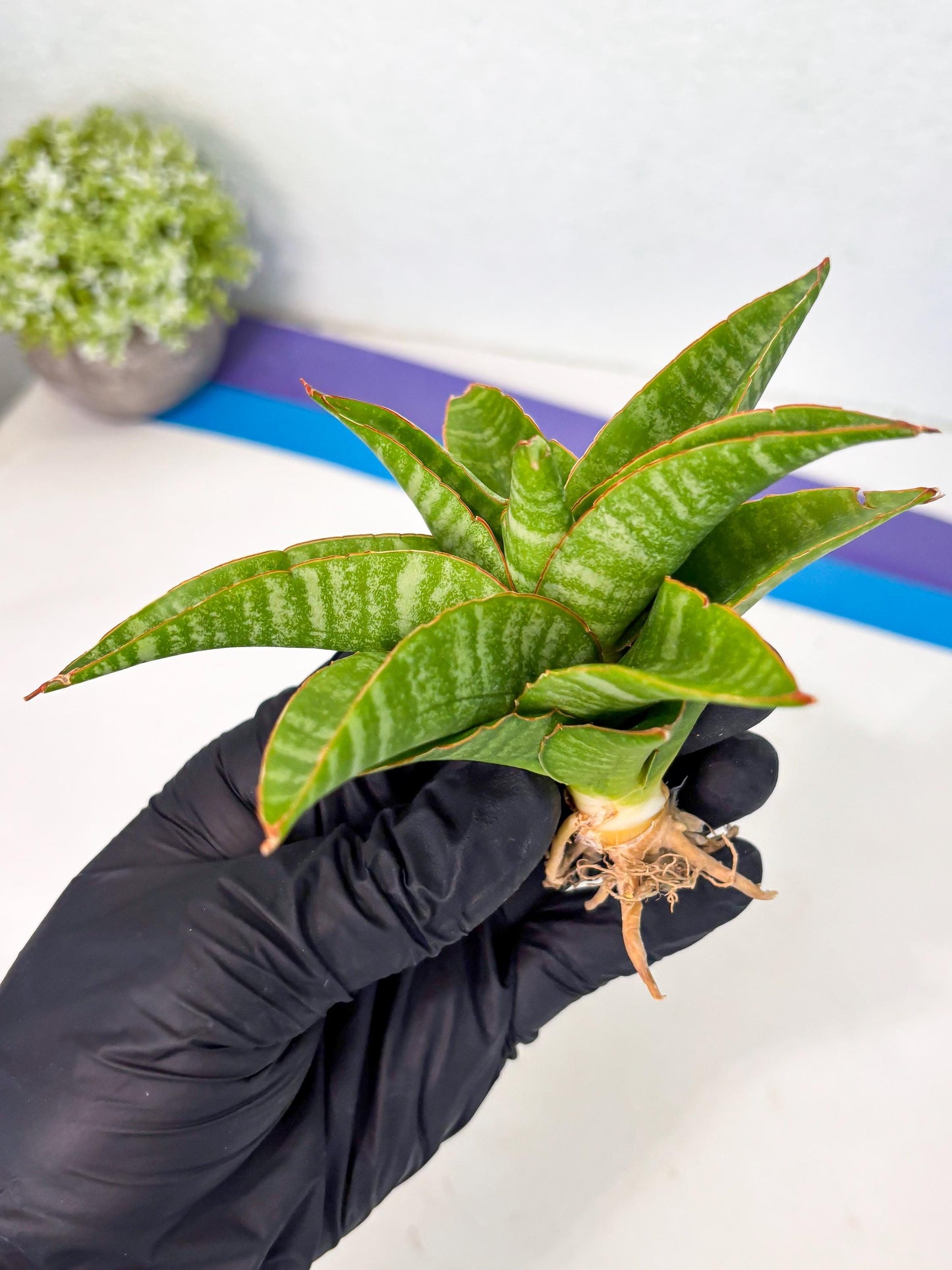 sansevieria godzilla (ha6) (13) | Rare Collection