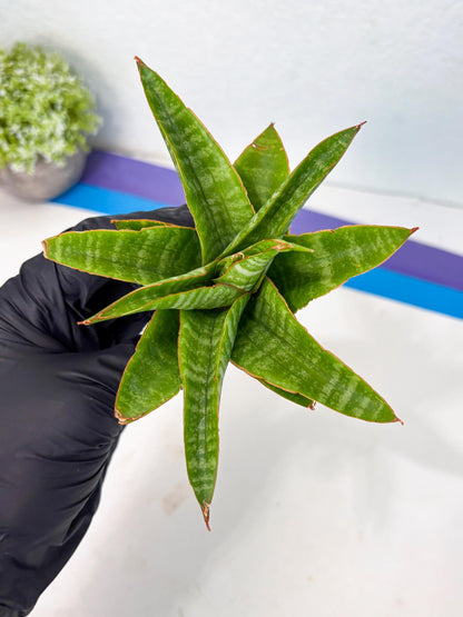 sansevieria godzilla (ha6) (13) | Rare Collection
