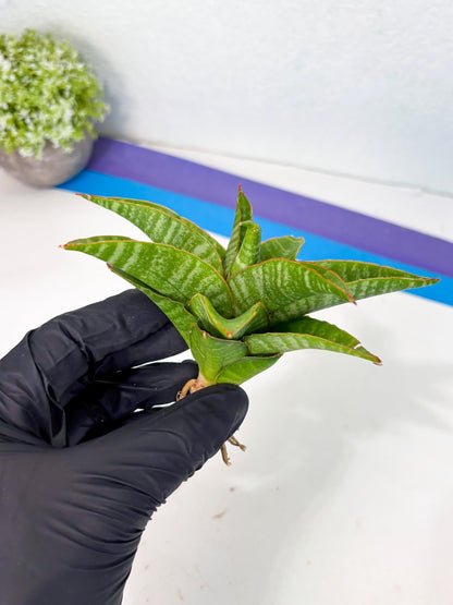 sansevieria godzilla (ha6) (13) | Rare Collection