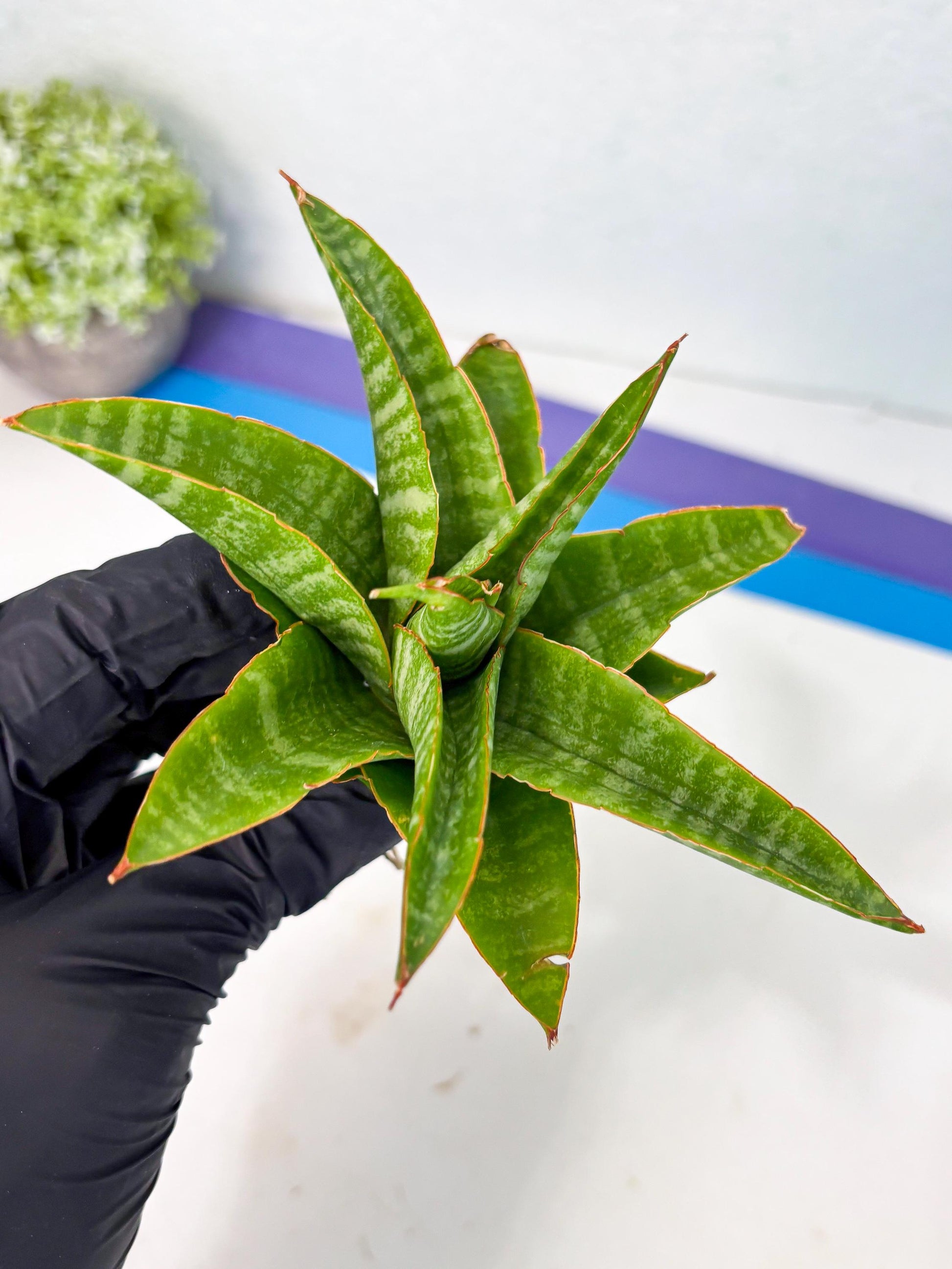 sansevieria godzilla (ha6) (13) | Rare Collection