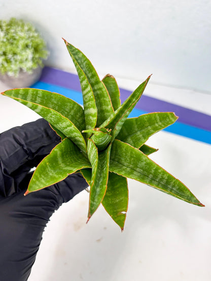 sansevieria godzilla (ha6) (13) | Rare Collection