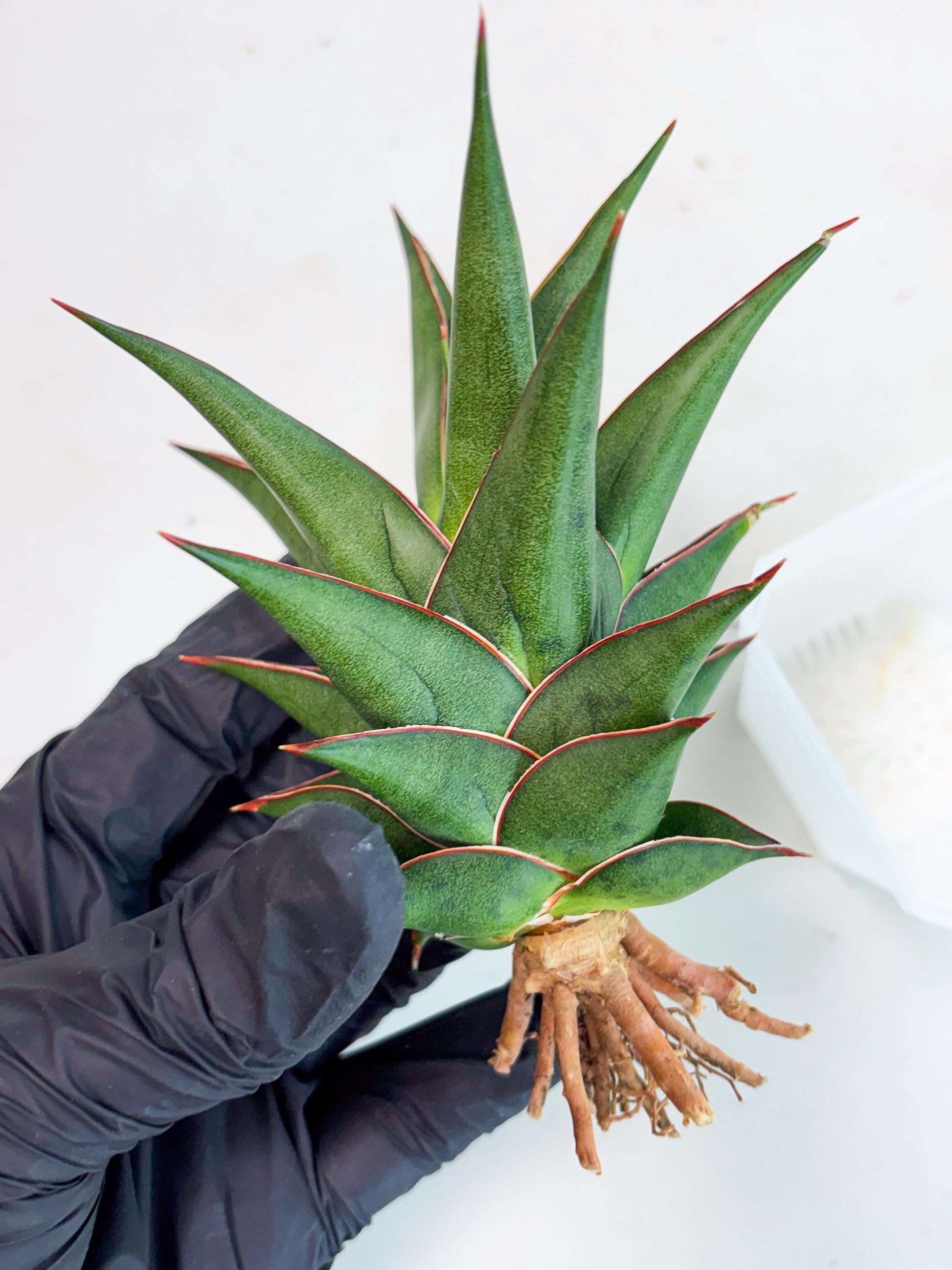 Sansevieria Theodora (ha6) (17) | Rare Collection