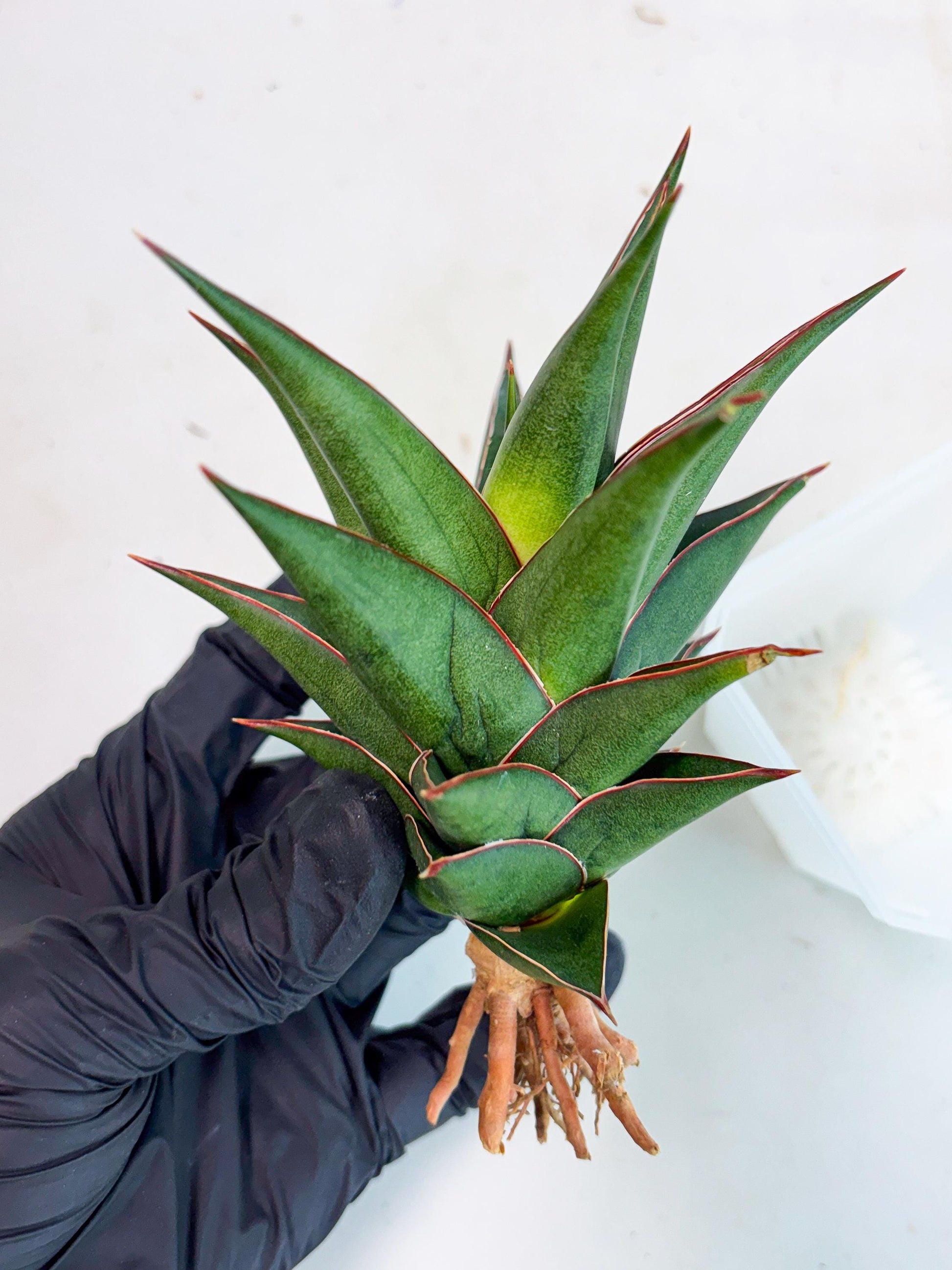 Sansevieria Theodora (ha6) (17) | Rare Collection