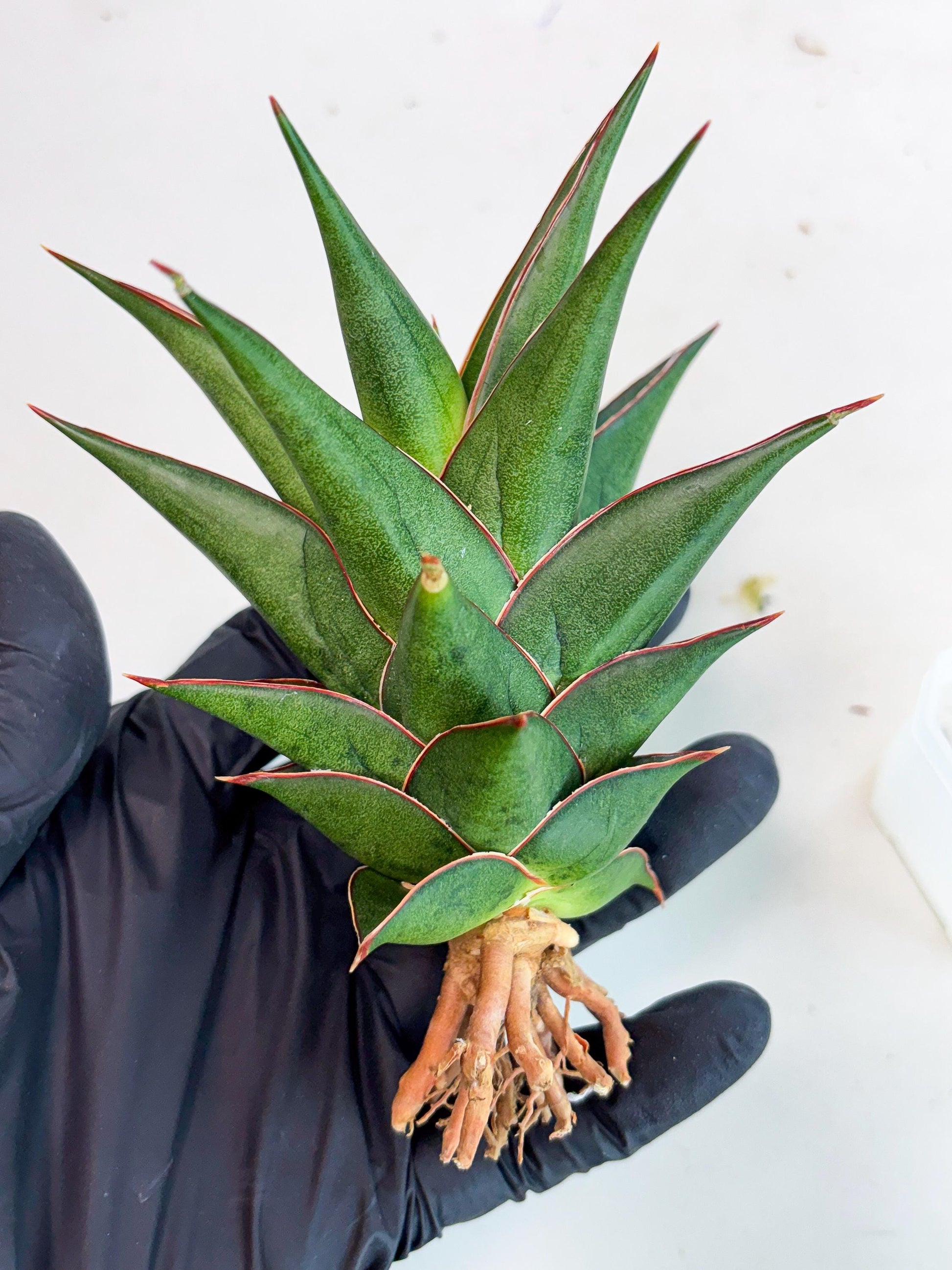 Sansevieria Theodora (ha6) (17) | Rare Collection
