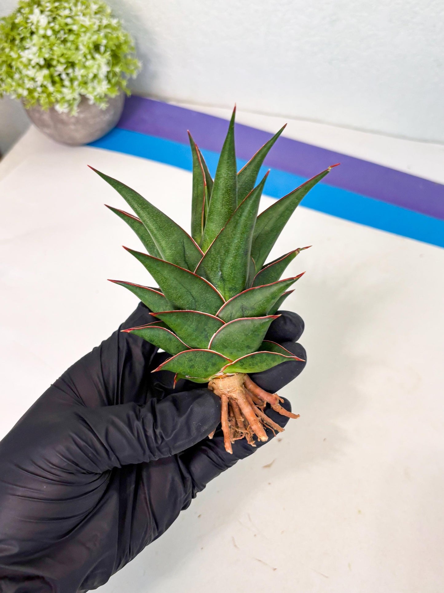 Sansevieria Theodora (ha6) (17) | Rare Collection