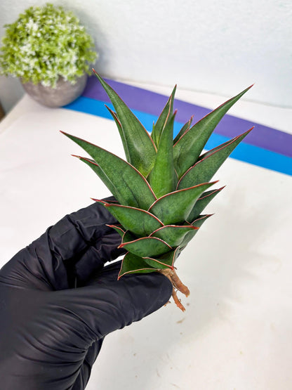 Sansevieria Theodora (ha6) (17) | Rare Collection