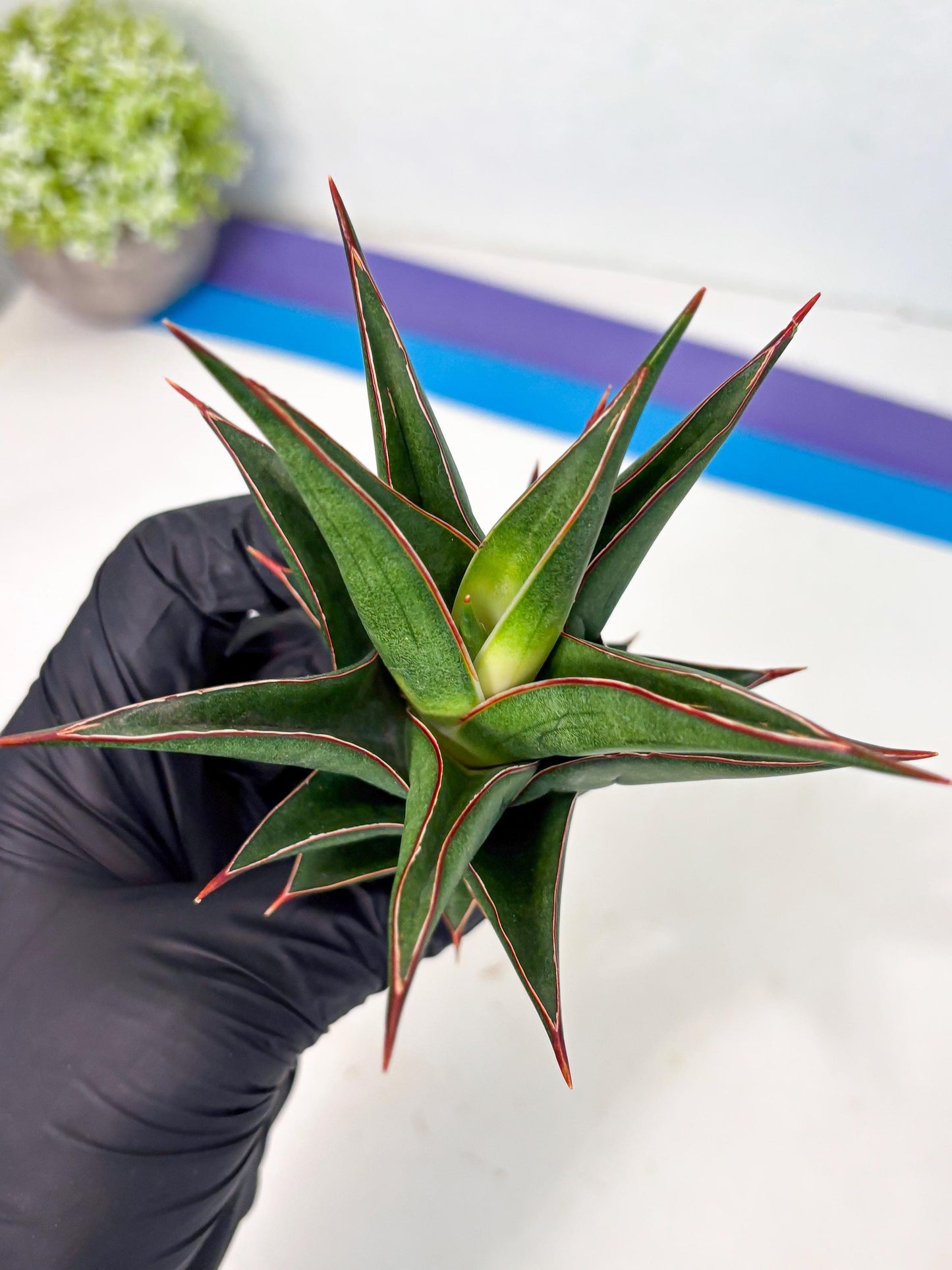 Sansevieria Theodora (ha6) (17) | Rare Collection