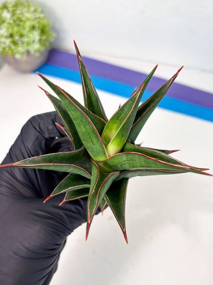 Sansevieria Theodora (ha6) (17) | Rare Collection