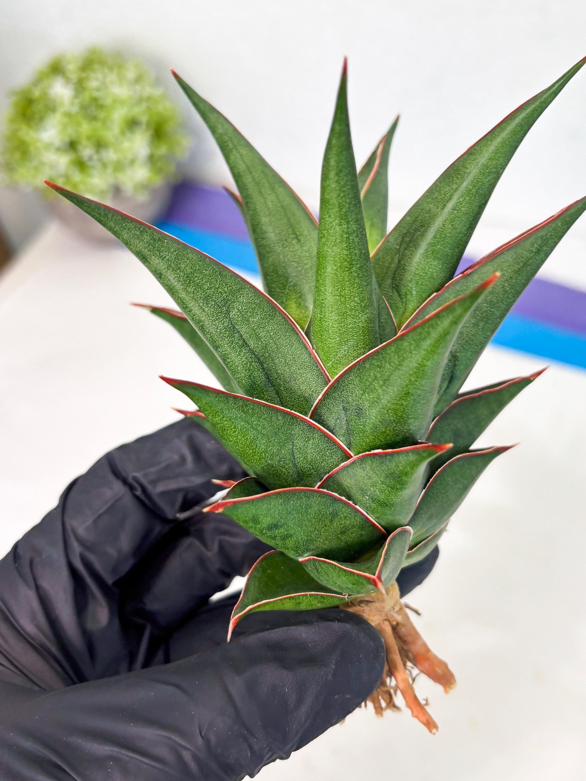 Sansevieria Theodora (ha6) (17) | Rare Collection