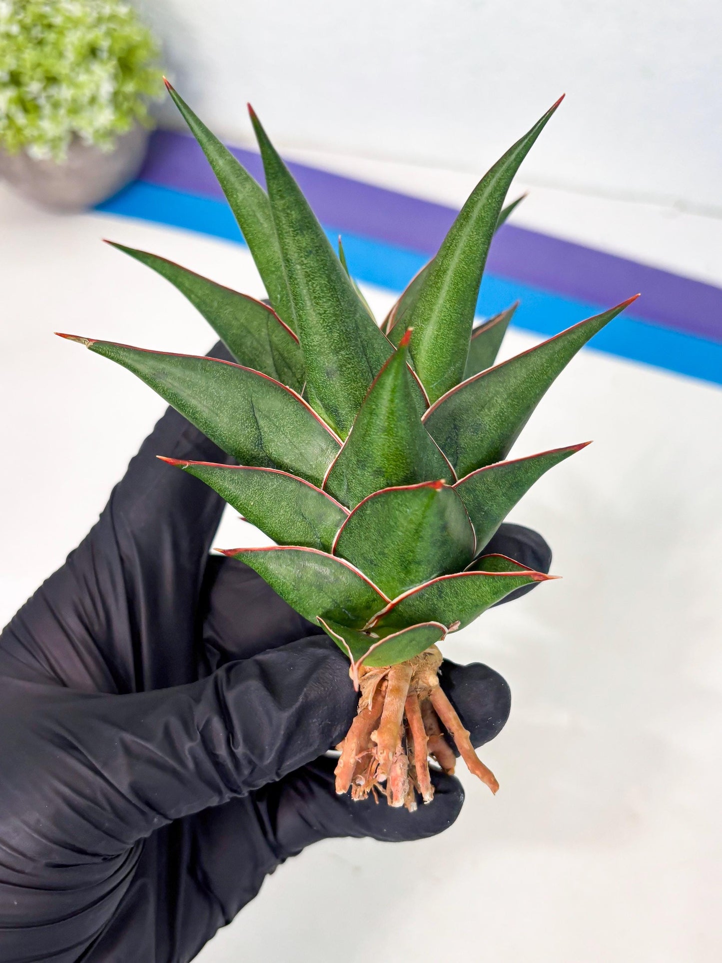 Sansevieria Theodora (ha6) (17) | Rare Collection