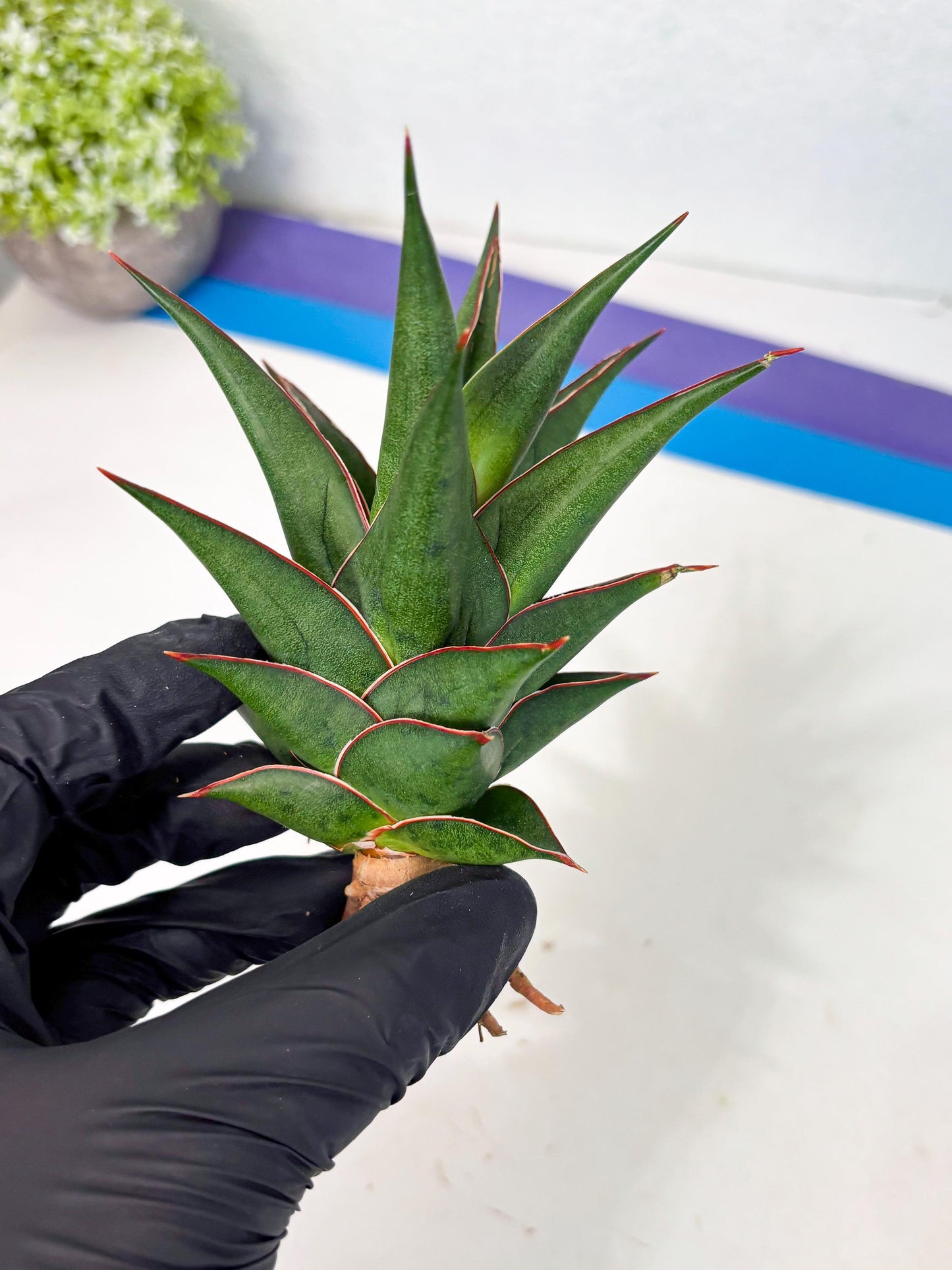 Sansevieria Theodora (ha6) (17) | Rare Collection