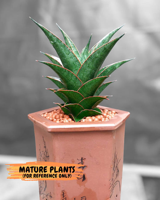 Sansevieria Theodora (ha6) (17) | Rare Collection