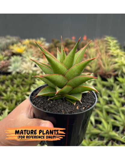 Sansevieria Theodora (ha6) (17) | Rare Collection