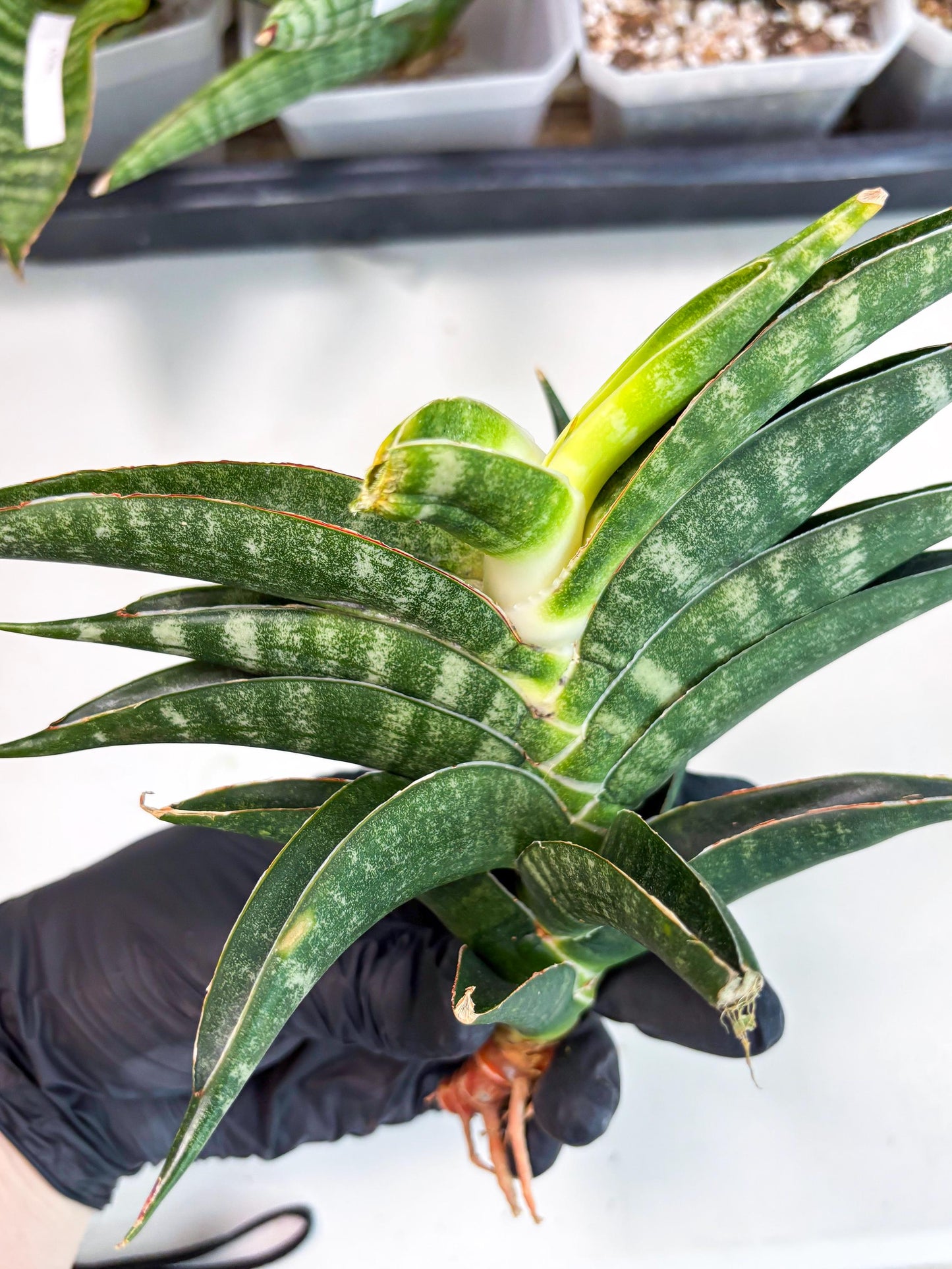 Sansevieria Ariela x Boncel (ha6) (5) | Small DMG